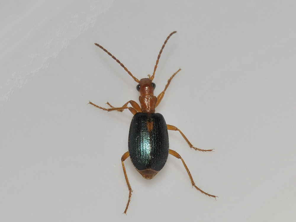 Brachinus sclopeta